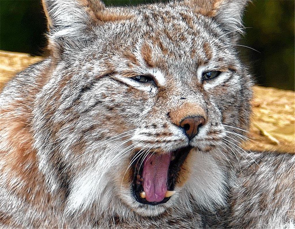 Schwieriger Neustart im Wildpark