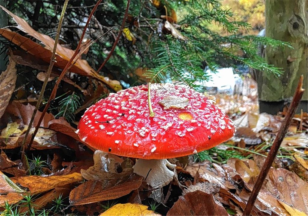 Herbstfarben