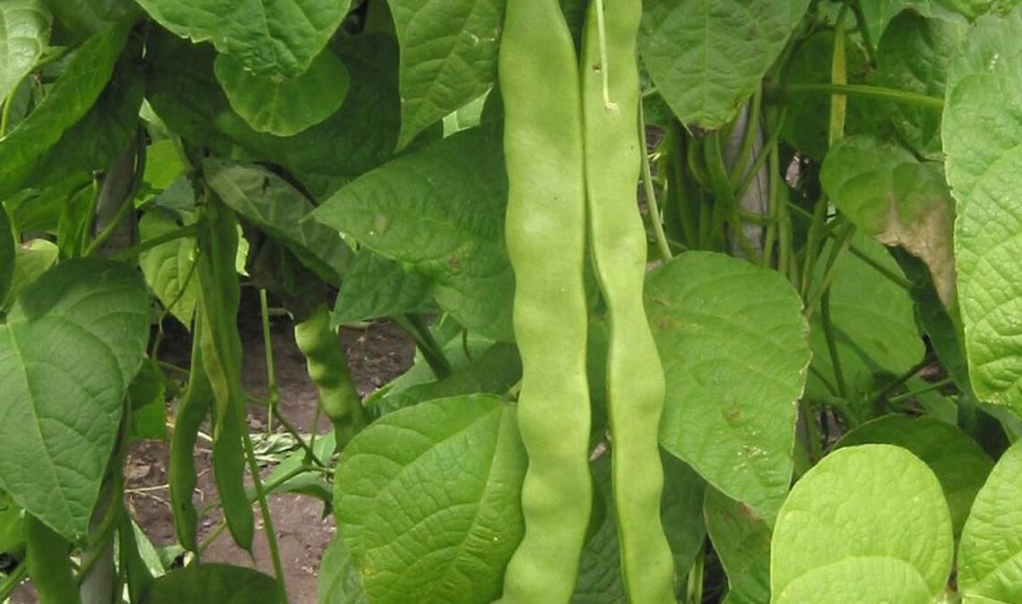 Gartenbohne (Phaseolus vulgaris):  Eine der beliebtesten Gemüsesorten – die Bohne  – ist zum Beispiel giftig. Sie enthält Phasin, das schwere Vergiftungen wie Erbrechen, Herzrasen oder Krampfanfälle hervorrufen kann. Der Inhaltsstoff  Phasin zerfällt beim Erhitzen. Gegarte Bohnen sind giftfrei.