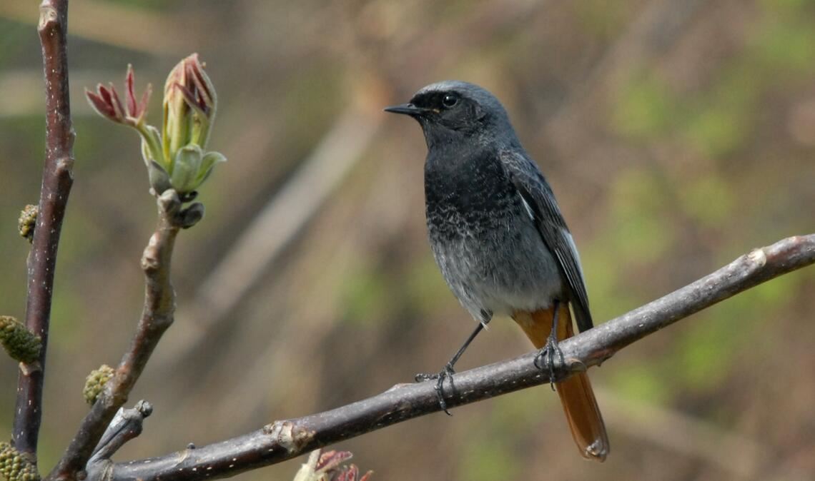 Gartentier des Jahres: der überall in der Region heimische „Hausrotschwanz“. Foto: Lechner