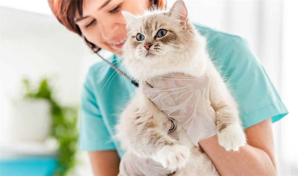 Gebührenordnung für Tierärzte (GOT). Das sieht die Tabelle für Katzenbesitzer vor. Alles Wichtige im Überblick.