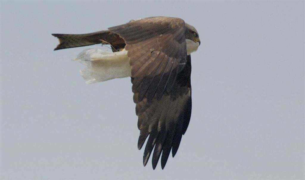 Gefährlich: Ein Schwarzmilan trägt eine Plastikfolie zu seinem Nest. Foto: Lechner