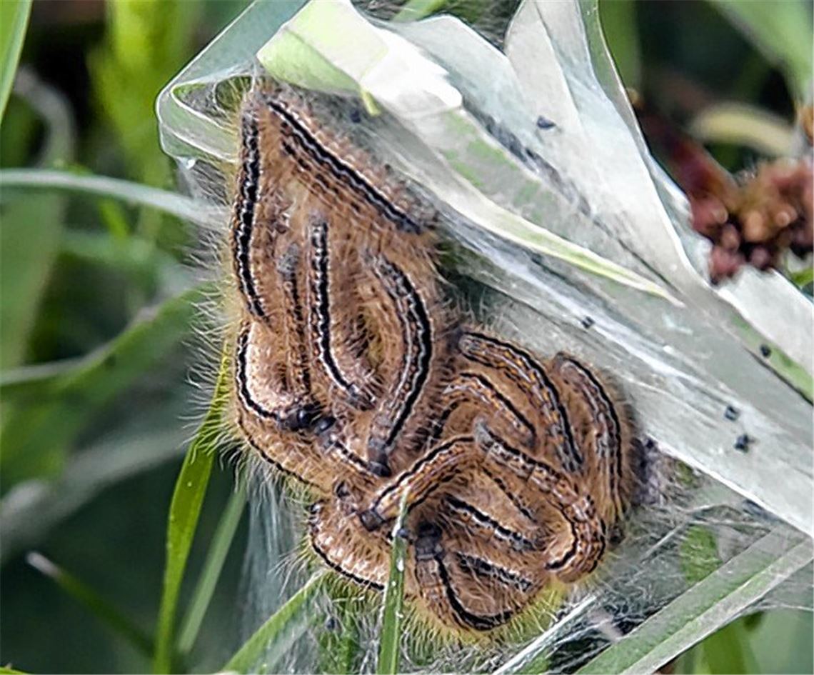 „Raupen nicht berühren“