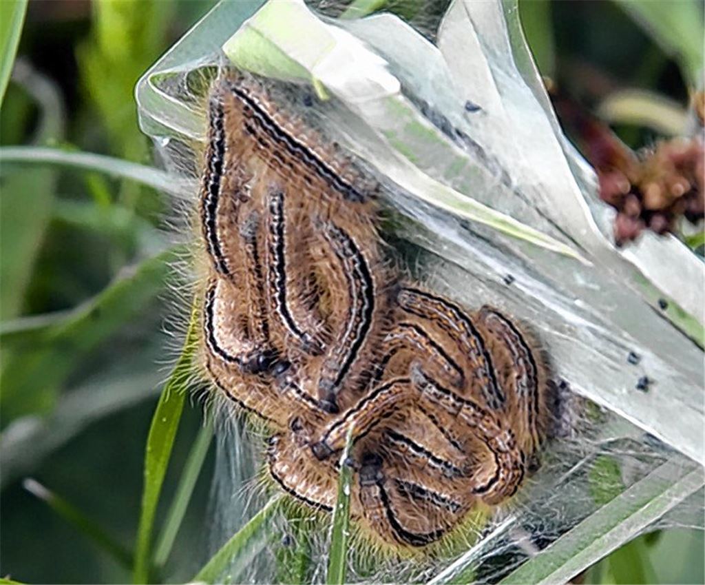 „Raupen nicht berühren“