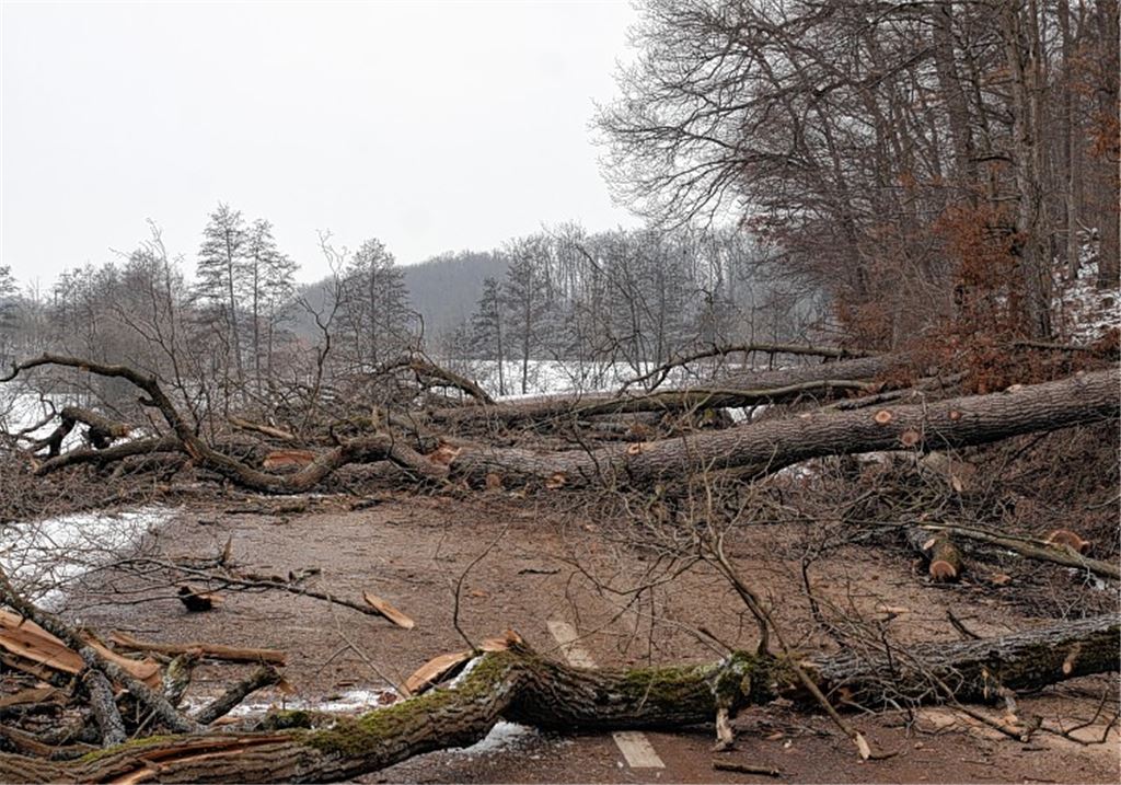Gefällte Bäume blockieren die Landstraße zwischen Schützingen und Zaisersweiher. Foto: Unselt