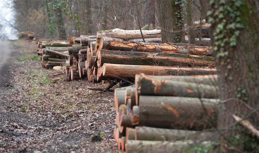 Gefällte Bäume im Stöckachwald. Foto: Fotomoment
