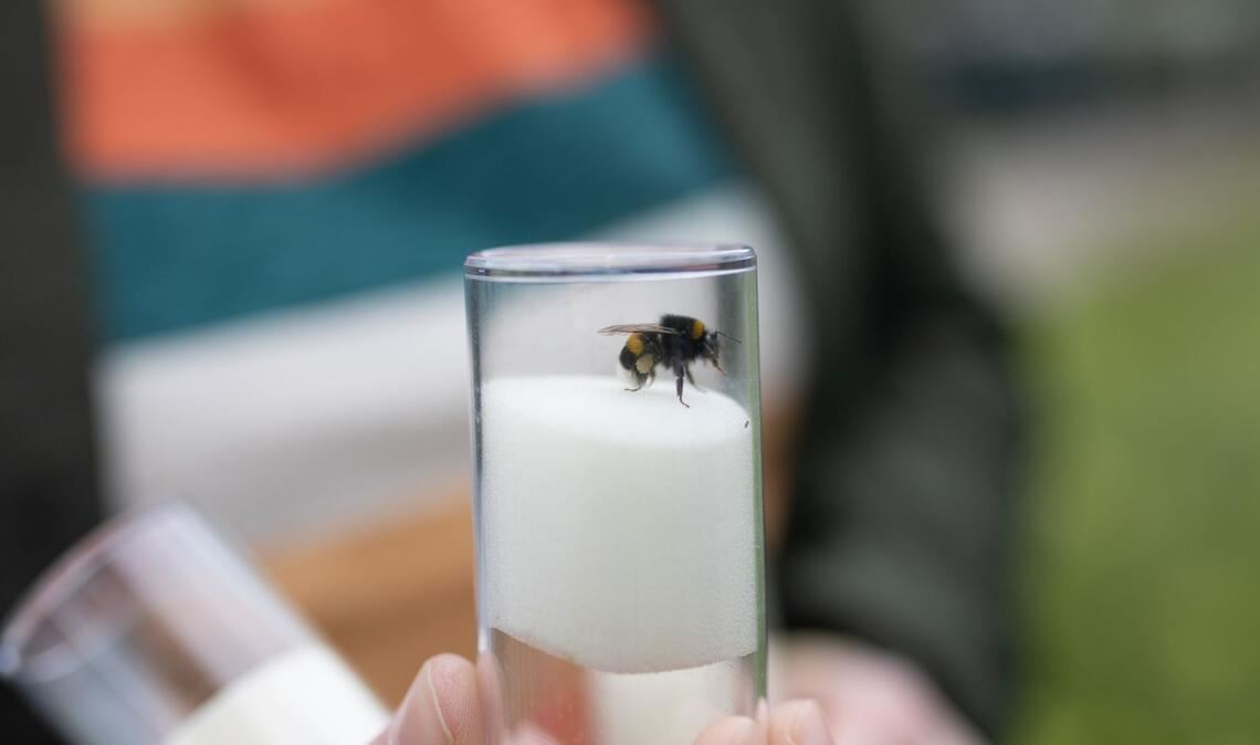 Gefunden im Rosensteinpark: eine Hummel