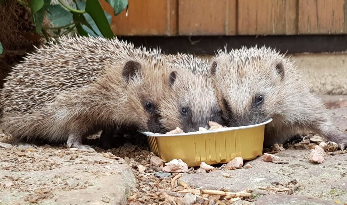 Gegen Autos und andere Gefahren hilft kein Stachelkleid: Der Igel ist bedroht. Foto: Archiv