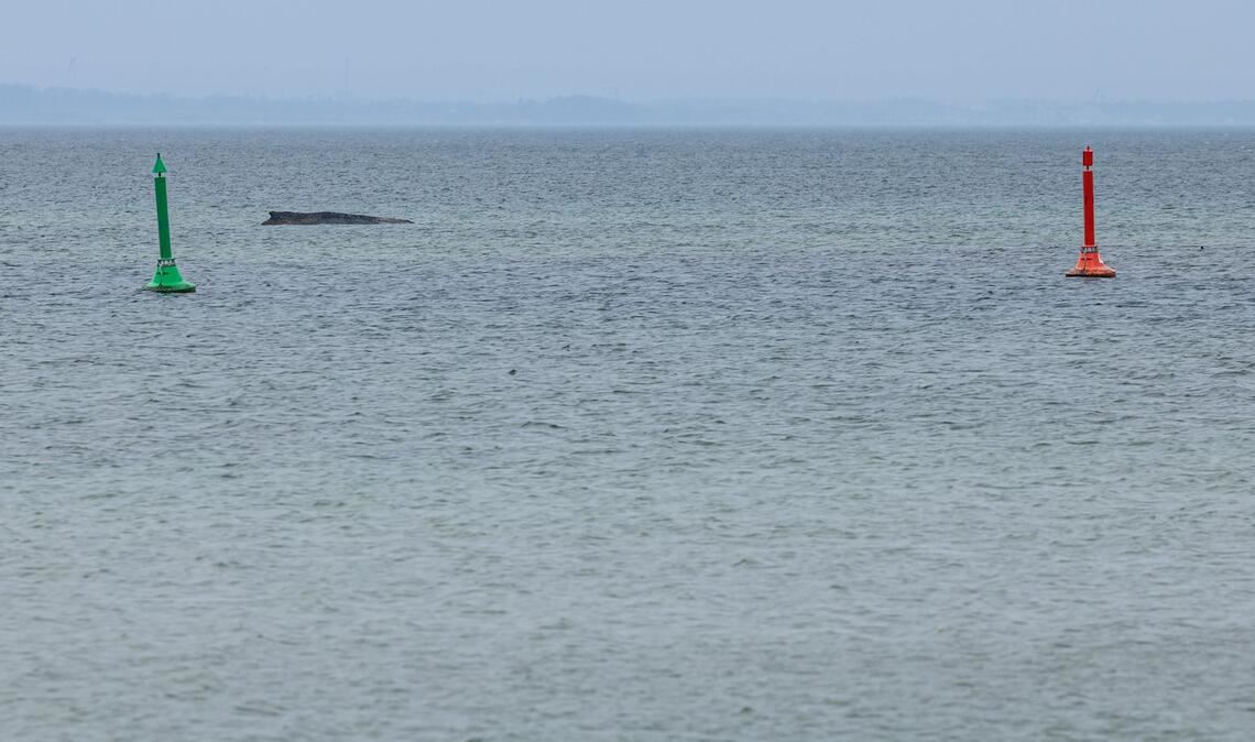 Gegen eine mögliche Tötung des Wals, um ihn von seinen Leiden zu erlösen, spricht laut Expertin einiges.