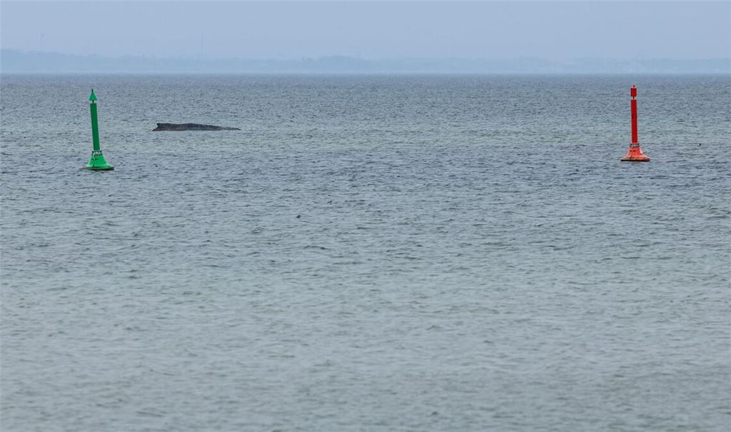 Gegen eine mögliche Tötung des Wals, um ihn von seinen Leiden zu erlösen, spricht laut Expertin einiges.