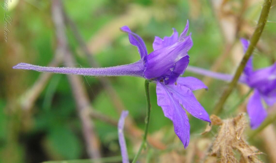Gehört in die Familie der Hahnenfußgewächse : der Ackerrittersporn. Fotos: Lechner