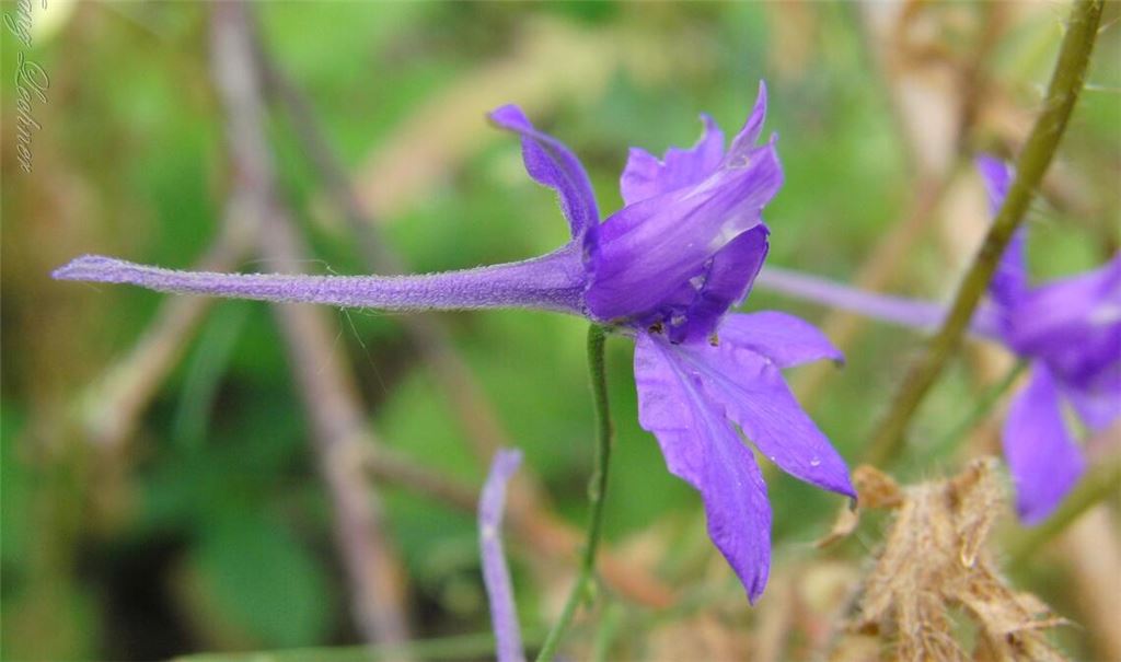 Gehört in die Familie der Hahnenfußgewächse : der Ackerrittersporn. Fotos: Lechner