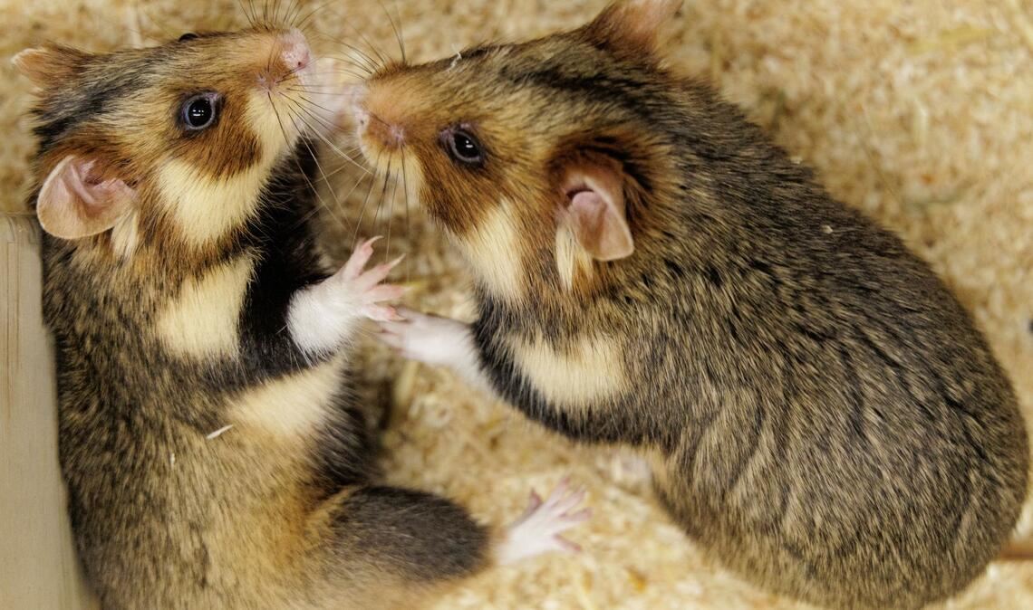 Geht das gut? Ein paarungsbereites Weibchen und ein ausgewähltes Männchen sollen für Feldhamster-Nachwuchs sorgen.