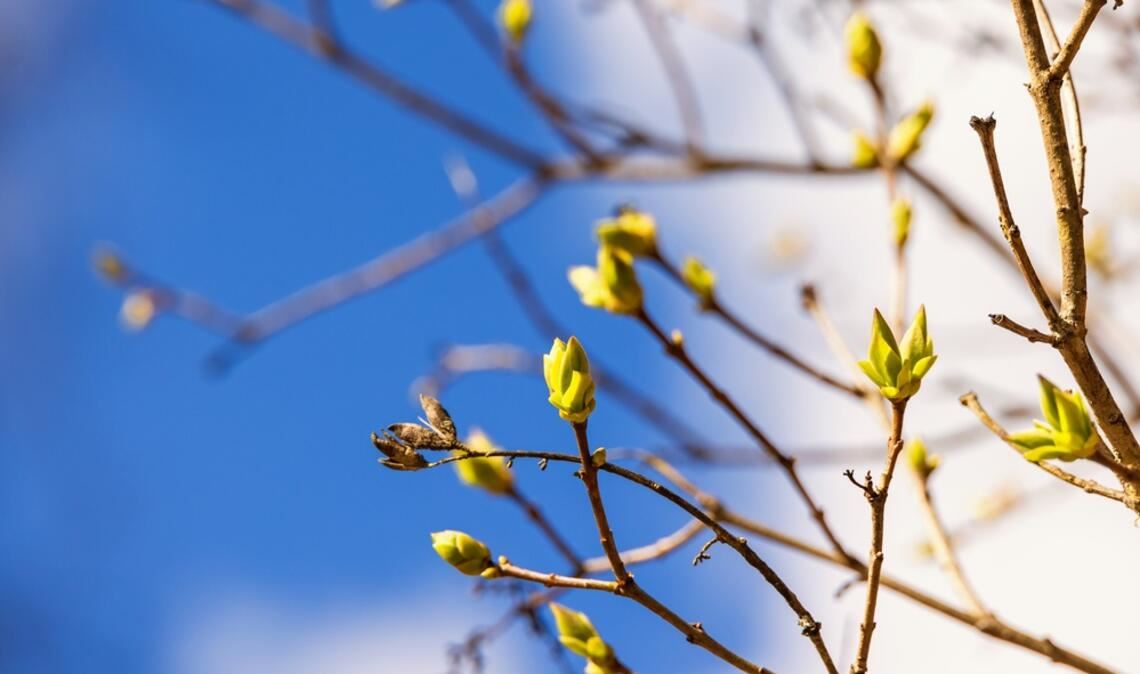 Geht der Frühling jetzt so richtig los?