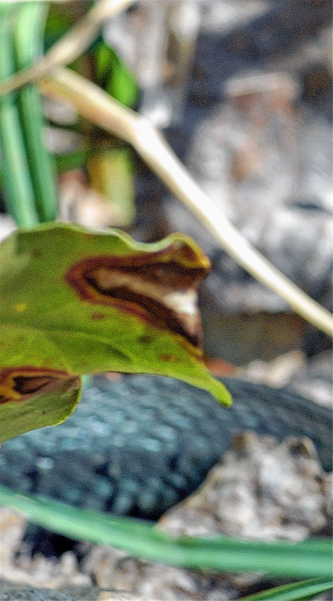 Geht gerne in der Nähe von seichten Gewässern auf Jagd: die Ringelnatter.