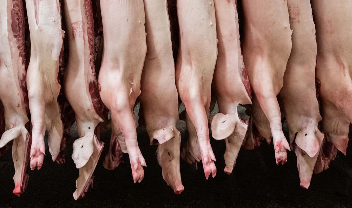 Geklagt hatte ein Unternehmen, dass sich auf die Zerlegung von Schweineköpfen spezialisiert. (Archivbild)