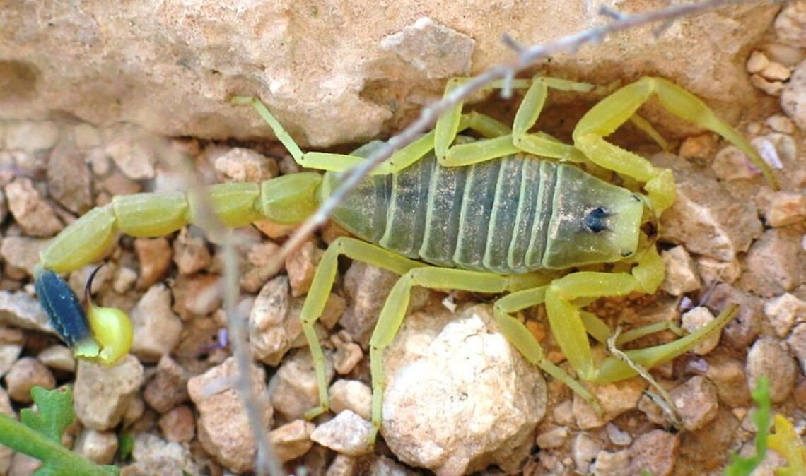 Gelber Mittelmeerskorpion (Leiurus quinquestriatus): Der Biss des bis zu zehn Zentimeter großen Skorpions ist absolut tödlich. Nach starken Schmerzen tritt der Tod rasch ein. Der Skorpion lebt in der Türkei, Nordafrika und der arabischen Halbinsel.