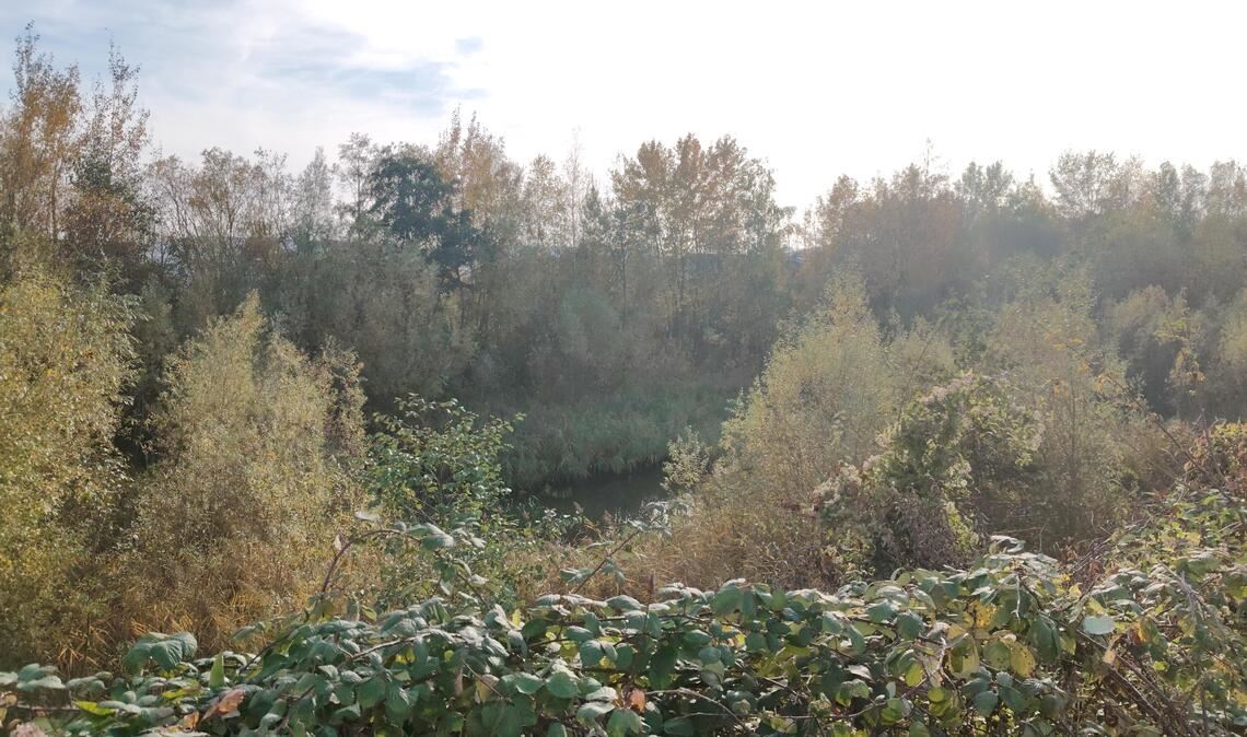 Gemeinsam mit der Wiernsheimer Gemeindeverwaltung hat sich der LEV finanziell auch am Rosensee zwischen Wiernsheim und Pinache eingebracht.