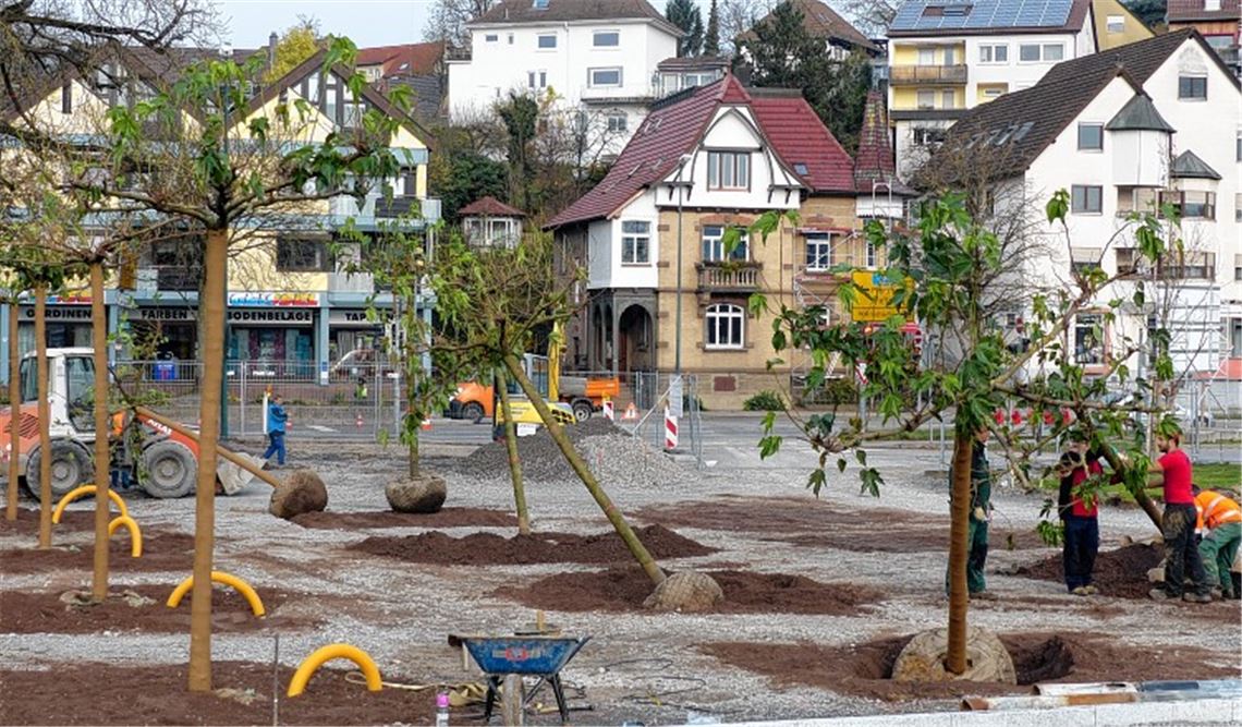 Gemeinschaftsprojekt: Im Wertle werden Maulbeerbäume für den neuen Platz gepflanzt.