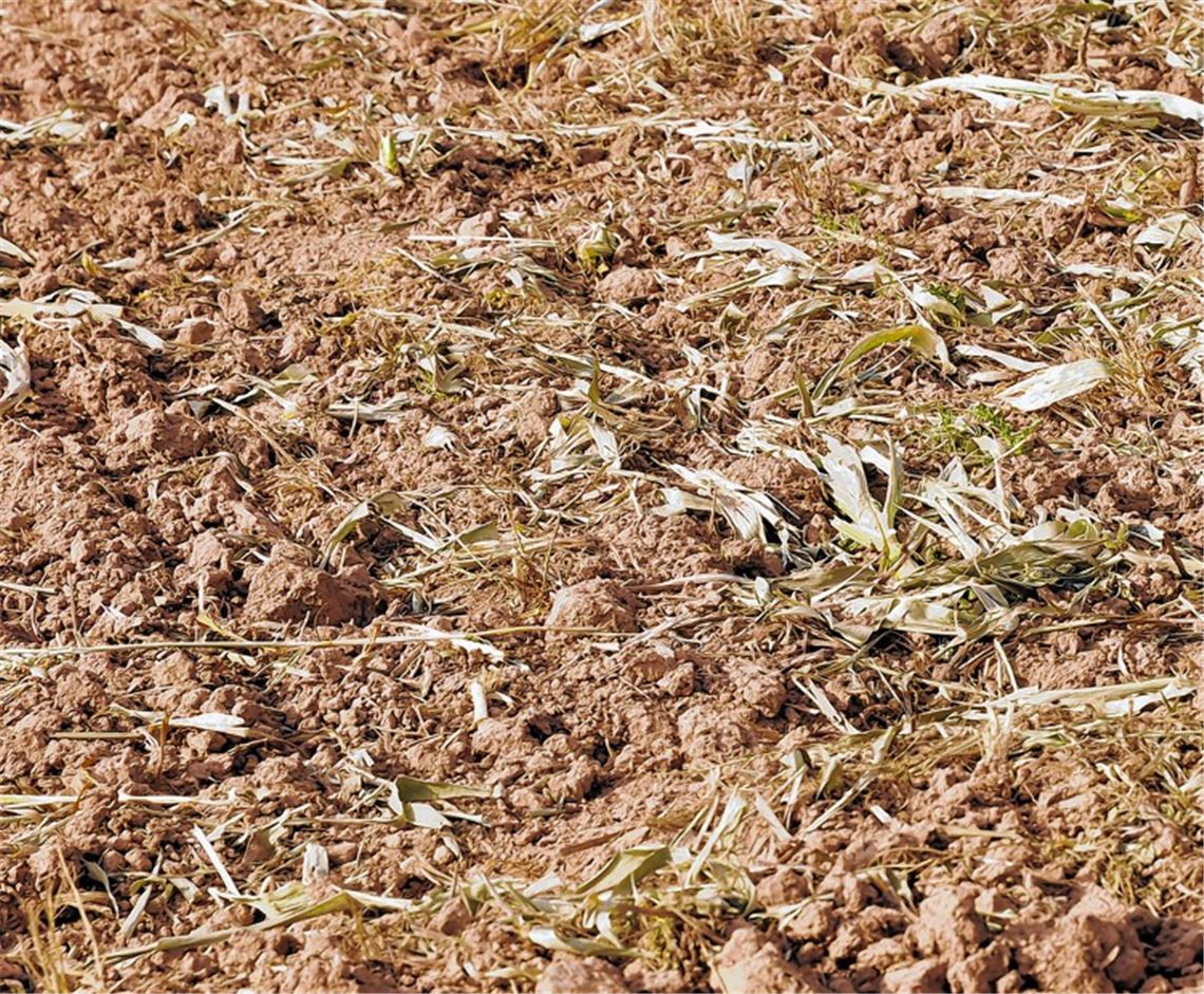 Gentechnisch verunreinigtes Saatgut landete im Jahr 2010 auf Maulbronner Feldern – die Landwirte mussten den Mais noch im Wachstum vernichten.