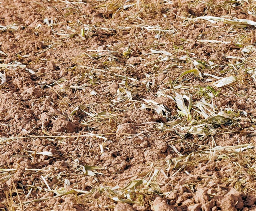 Gentechnisch verunreinigtes Saatgut landete im Jahr 2010 auf Maulbronner Feldern – die Landwirte mussten den Mais noch im Wachstum vernichten.