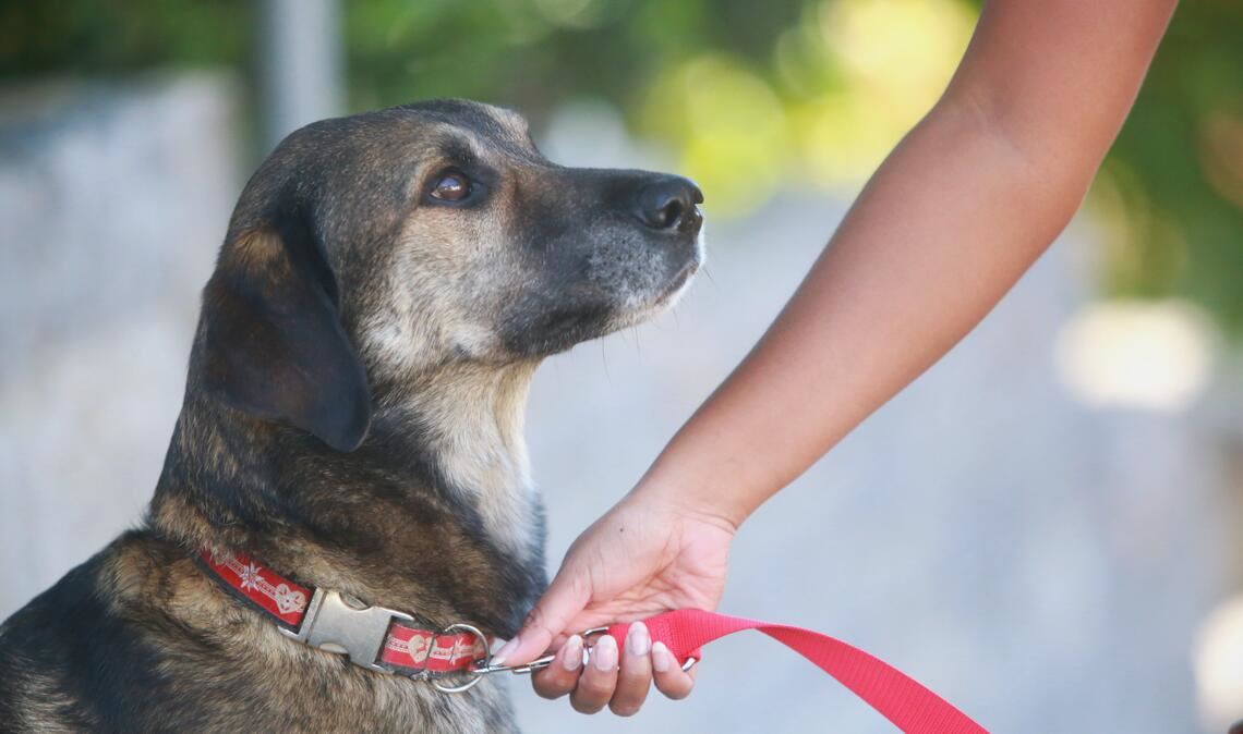 Geprüfte Hunde erhalten ab dem kommenden Jahr in Wiernsheim eine Steuervergünstigung. Foto: Archiv/Huber