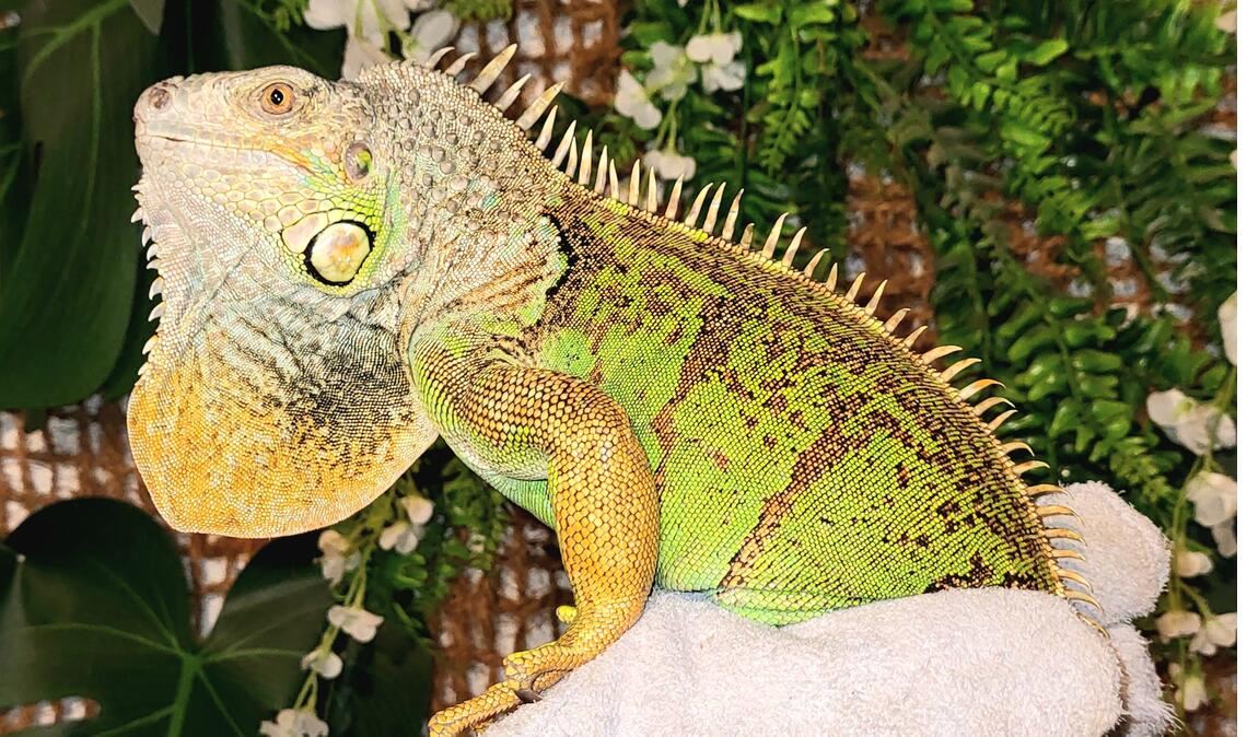 Gerettet: Der Leguan wurde von seinem Besitzer zurückgelassen. Foto: Kevin Keßler