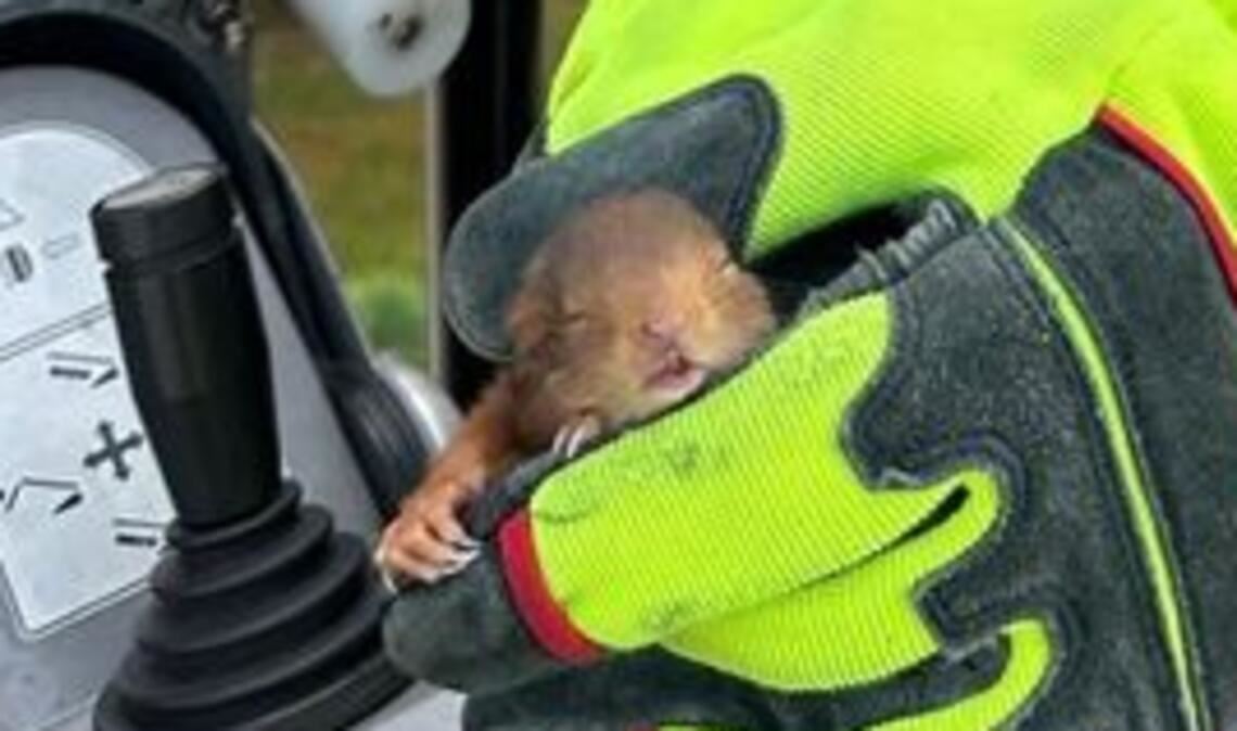 Junges Eichhörnchen aus Dachrinne gerettet Gerettet! Foto: AchimPleyer, Feuerwehr Bretten