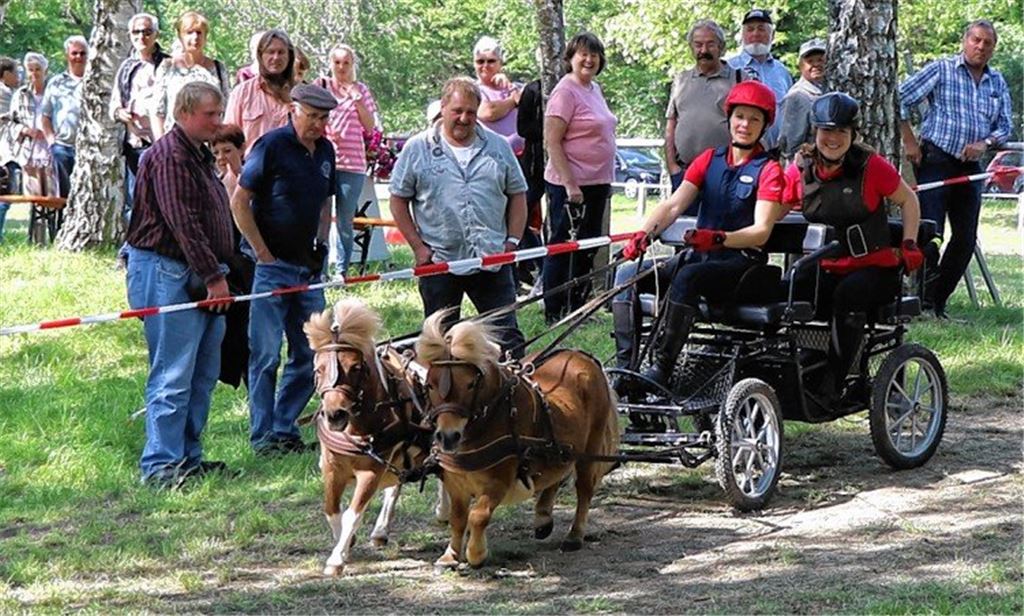 Geschickte Miniponys