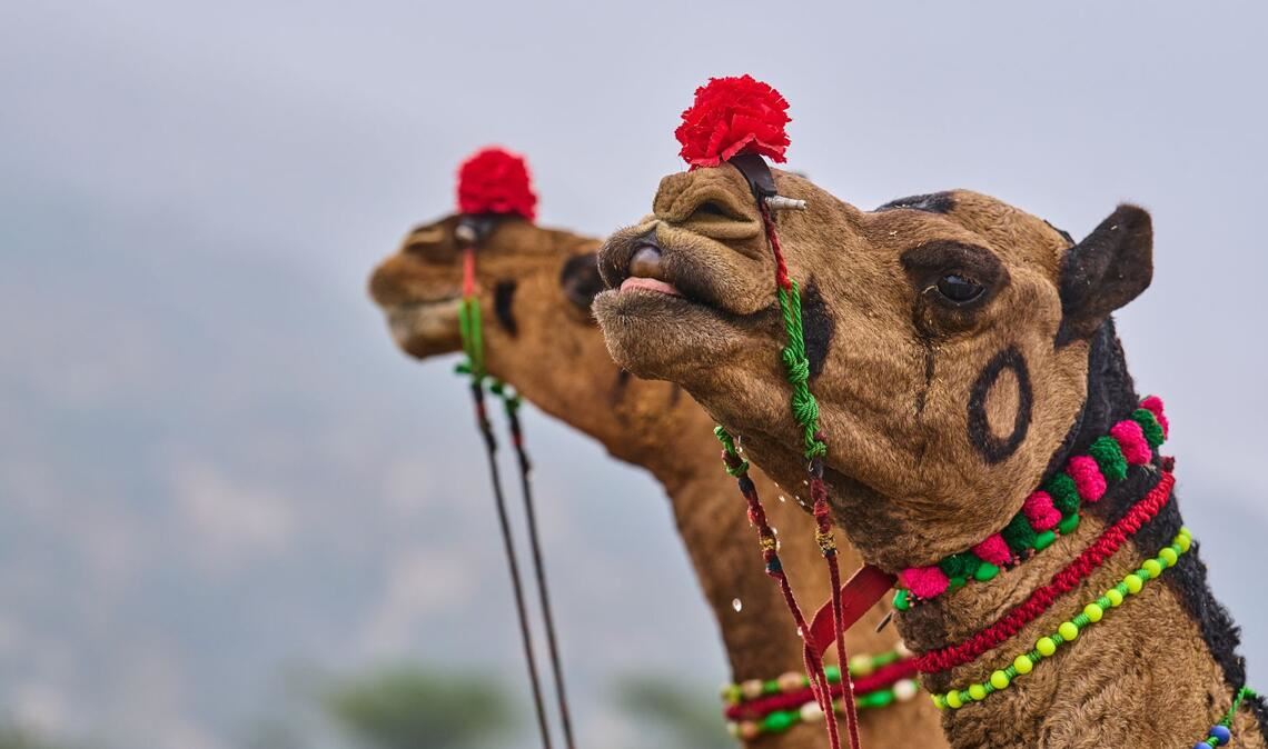 Geschmückte Kamele auf dem jährlichen Viehmarkt in Pushkar, im westindischen Bundesstaat Rajasthan in Indien.