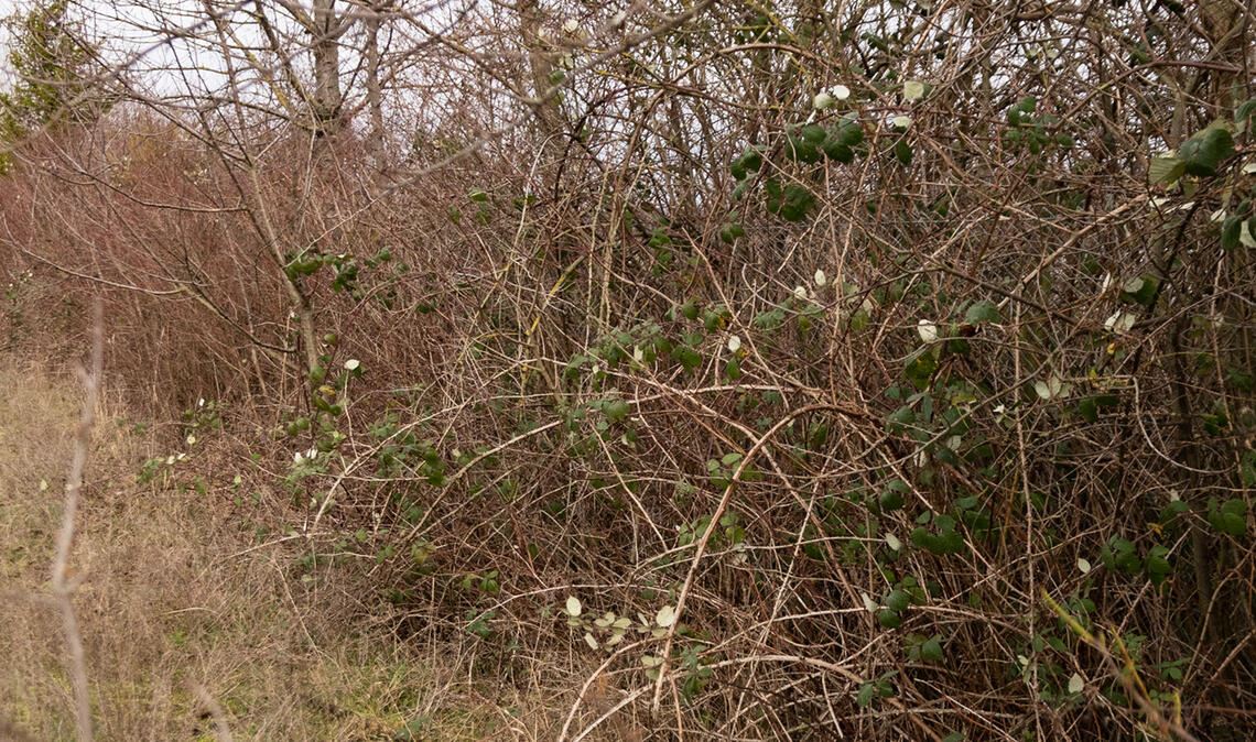 Geschütztes Biotop, das ausnahmsweise doch entfernt werden darf: Die Feldhecke wurde einst als Ausgleichsmaßnahme für Eingriffe beim Mauerziegelwerk-Bau gepflanzt.Foto: Archiv