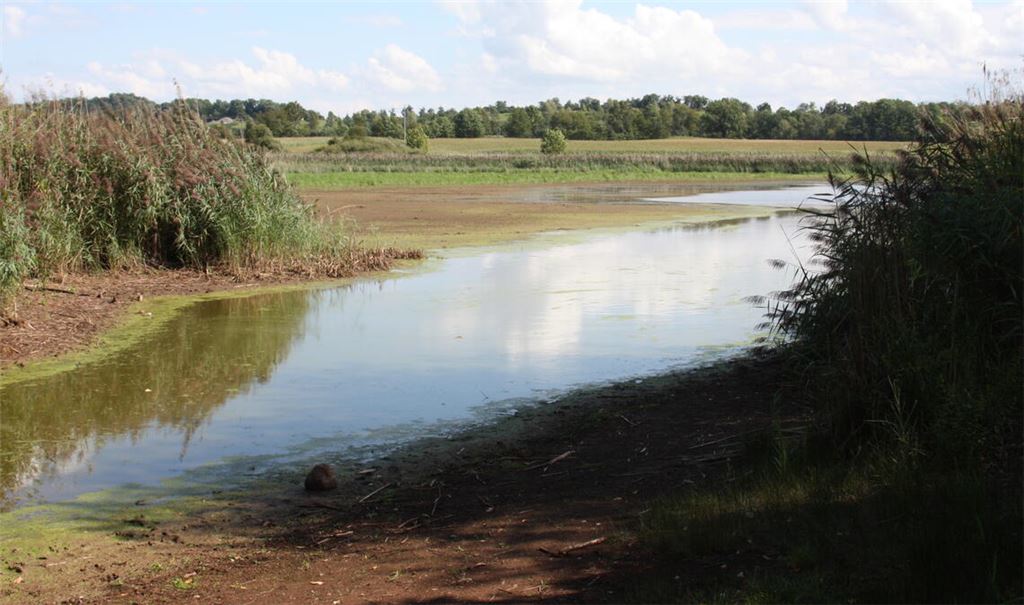Gezielte Aktion: Der Roßweiher bei Maulbronn wirkt wie ausgetrocknet. Foto ©: RP Karlsruhe