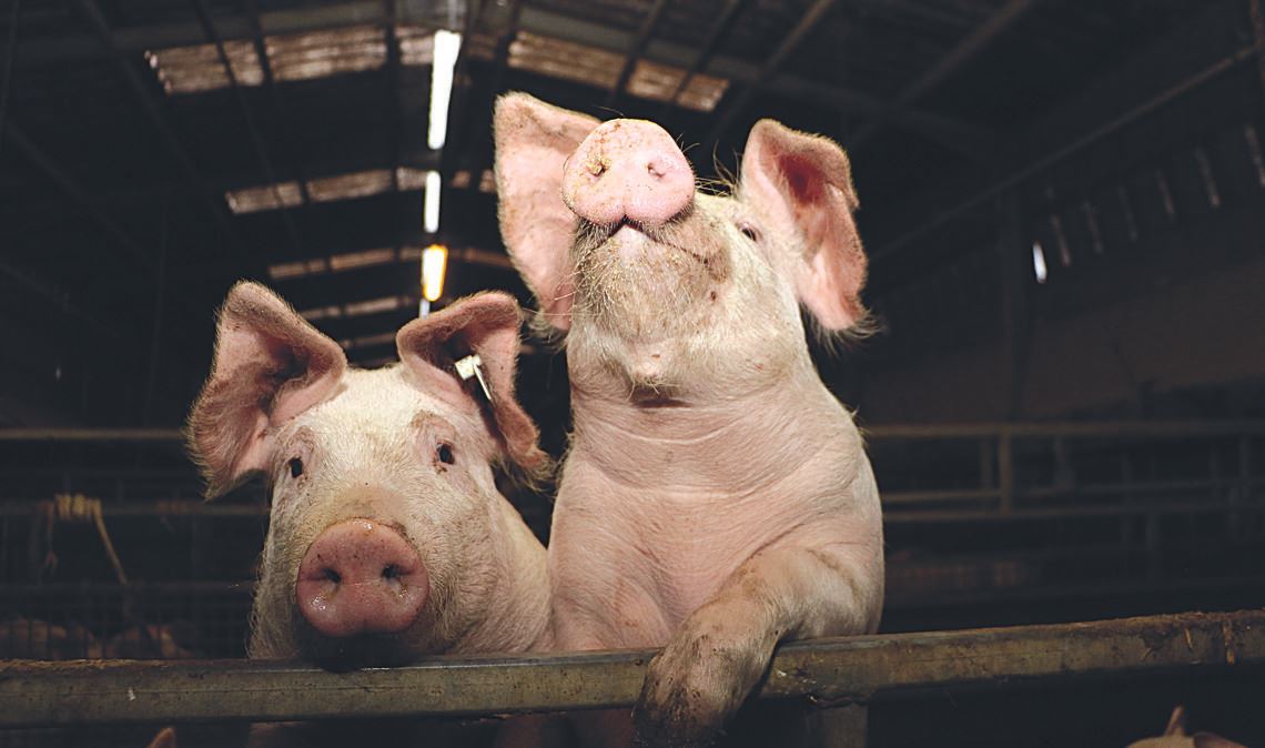 Glückliche Schweine im Enzkreis – noch scheint die Seuche weit weg. Symbolfoto: Archiv