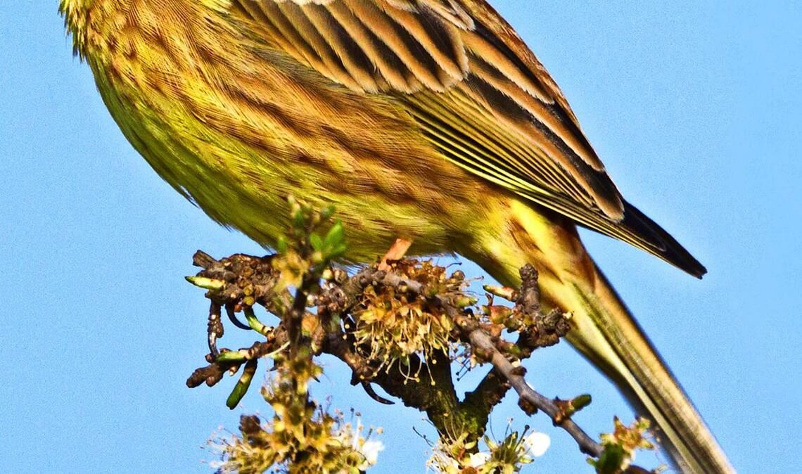 Goldammer (Emberiza citrinella).