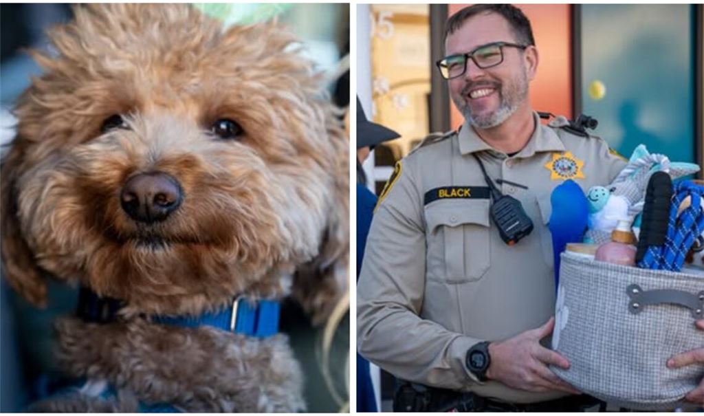 Golden Doodle "Jet Blue" wurde von seinem Finder, Officer Skeeter Black, adoptiert.