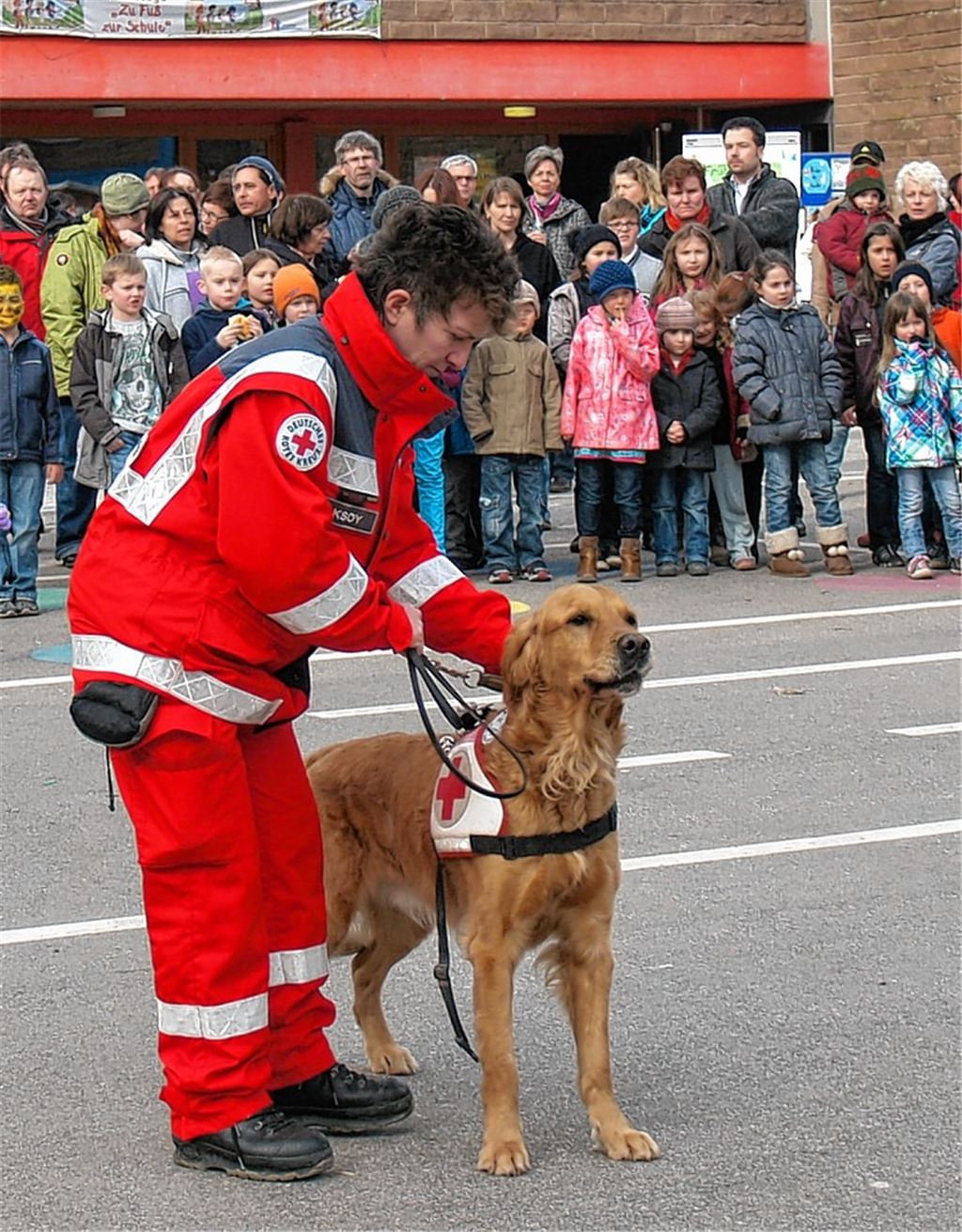 Golden Retriever „Heidi“ von der Rettungshundestaffel des DRK Pforzheim wird auf die Suche nach einer Vermissten losgeschickt. Foto; Filitz