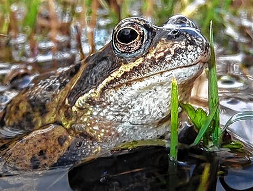 Grasfrosch und Co. sind unterwegs