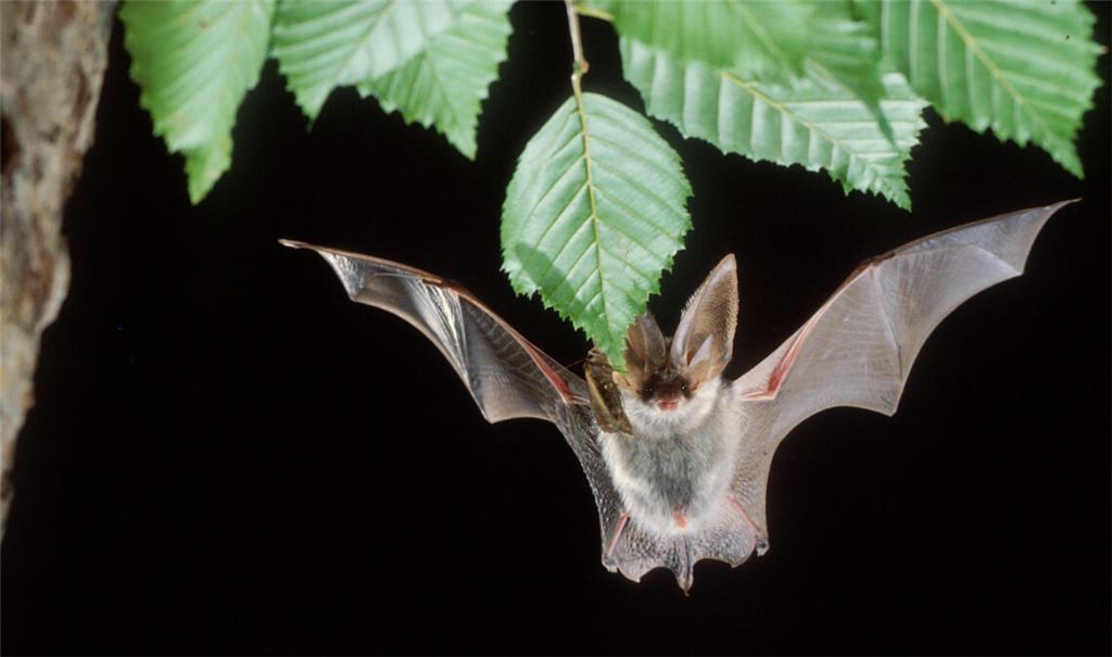 Graues Langohr. Foto ©: AGF BW e. V._Batmedia