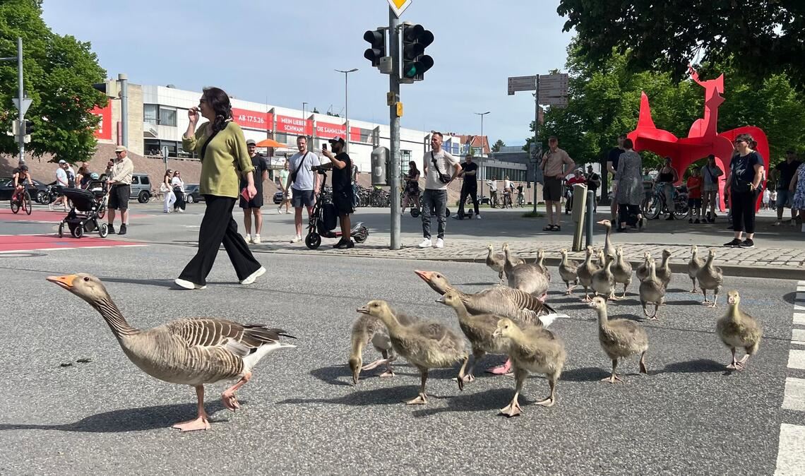 Graugänse gehen mit ihrem Nachwuchs ordnungsgemäß über eine Ampel vom Maschsee in den Maschpark in Hannovers Innenstadt.