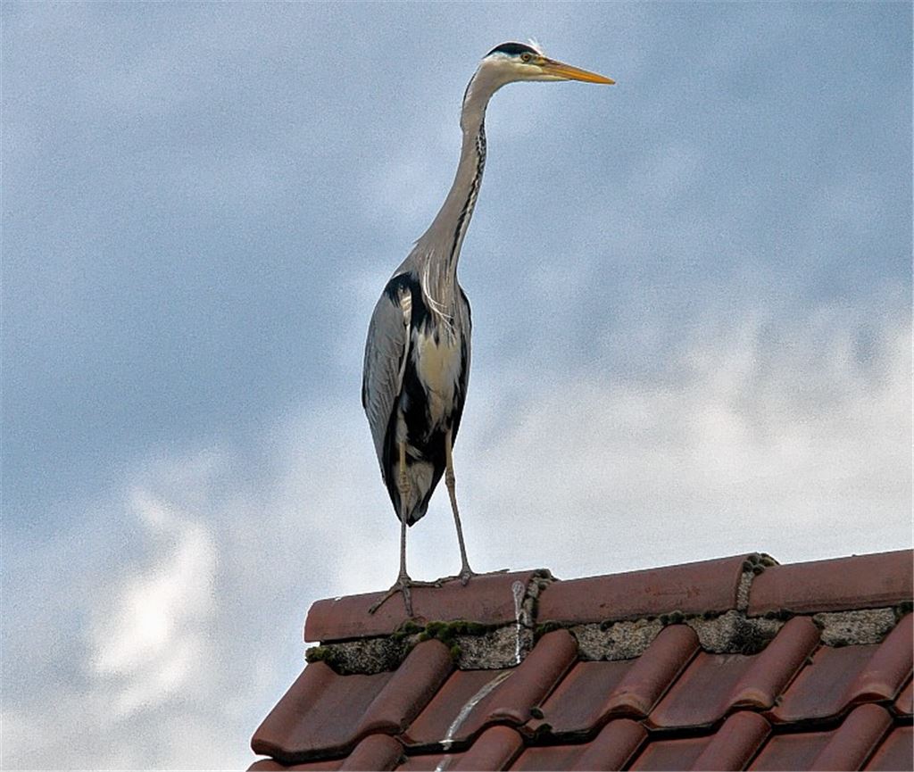 Frühlingsgefühle