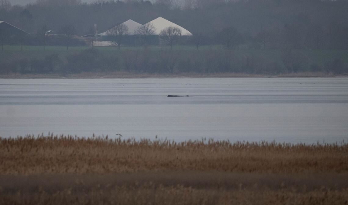 Greenpeace hofft, dass sich der Wal selbst befreien kann.
