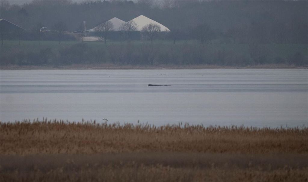 Greenpeace hofft, dass sich der Wal selbst befreien kann.