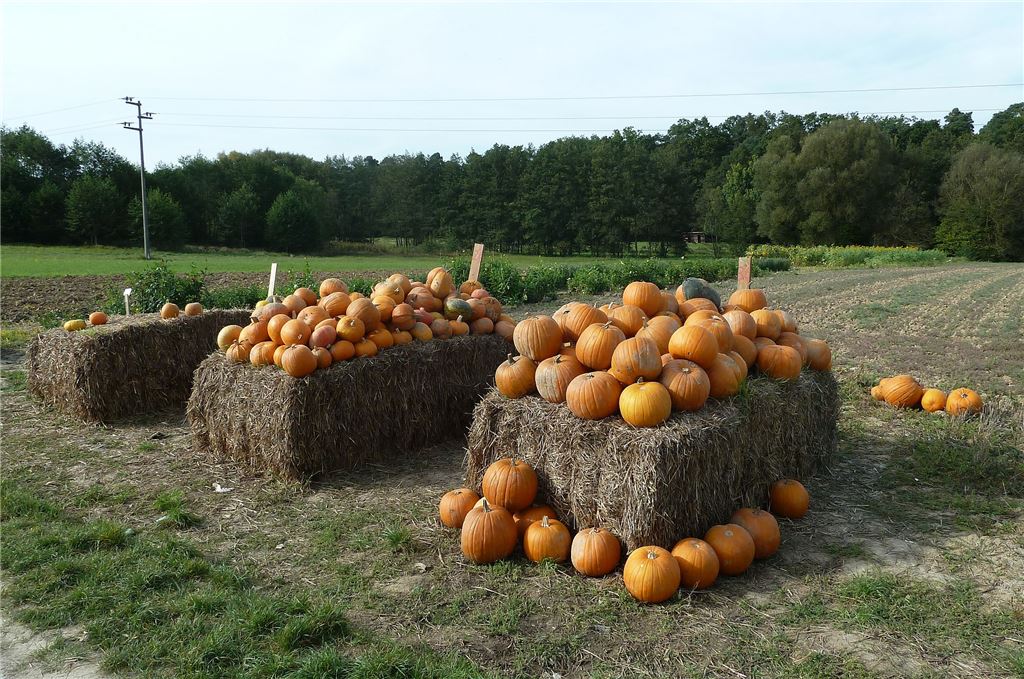 911_0008_51766_Herbst_Hauska_Christian_Kuerbis