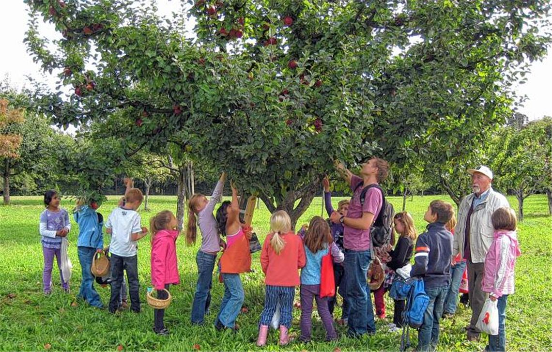 Großglatbacher Grundschüler dürfen Äpfel ernten und Apfelsaft genießen.