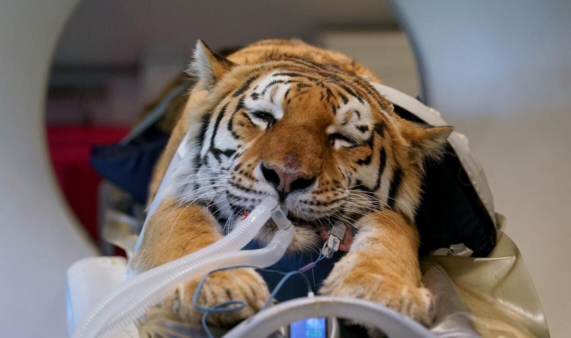 Großkatze Luca im CT.