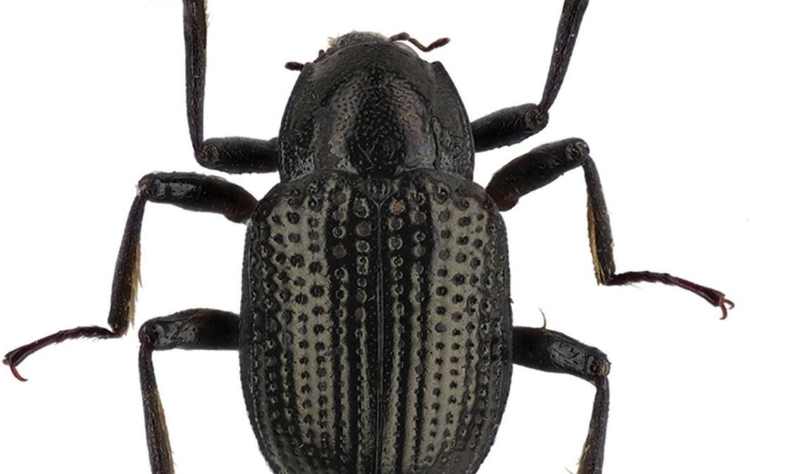 Grouvellinus leonardodicaprioi: Dieser auf der indonesischen Insel Borneo beheimatete Käfer glänzt schwarz und lebt im Wasser. E wurde  nach  Hollywood-Star  Leonardo DiCaprio benannt.