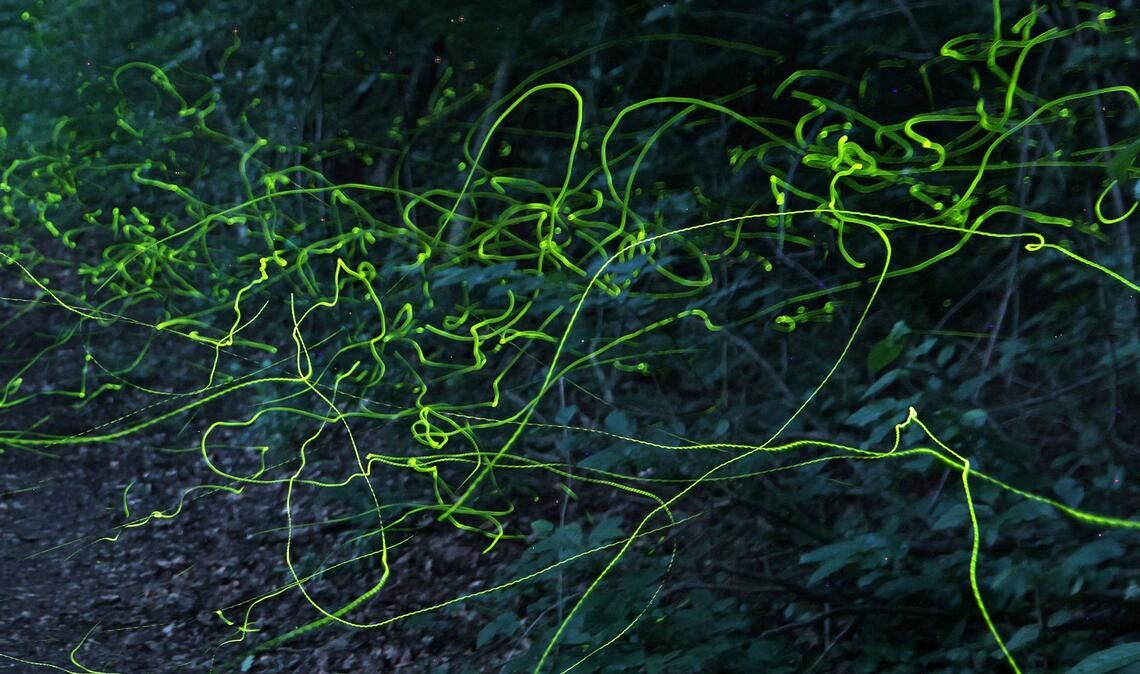 Grüne Leuchtspuren im Wald - Glühwürmchen unterwegs