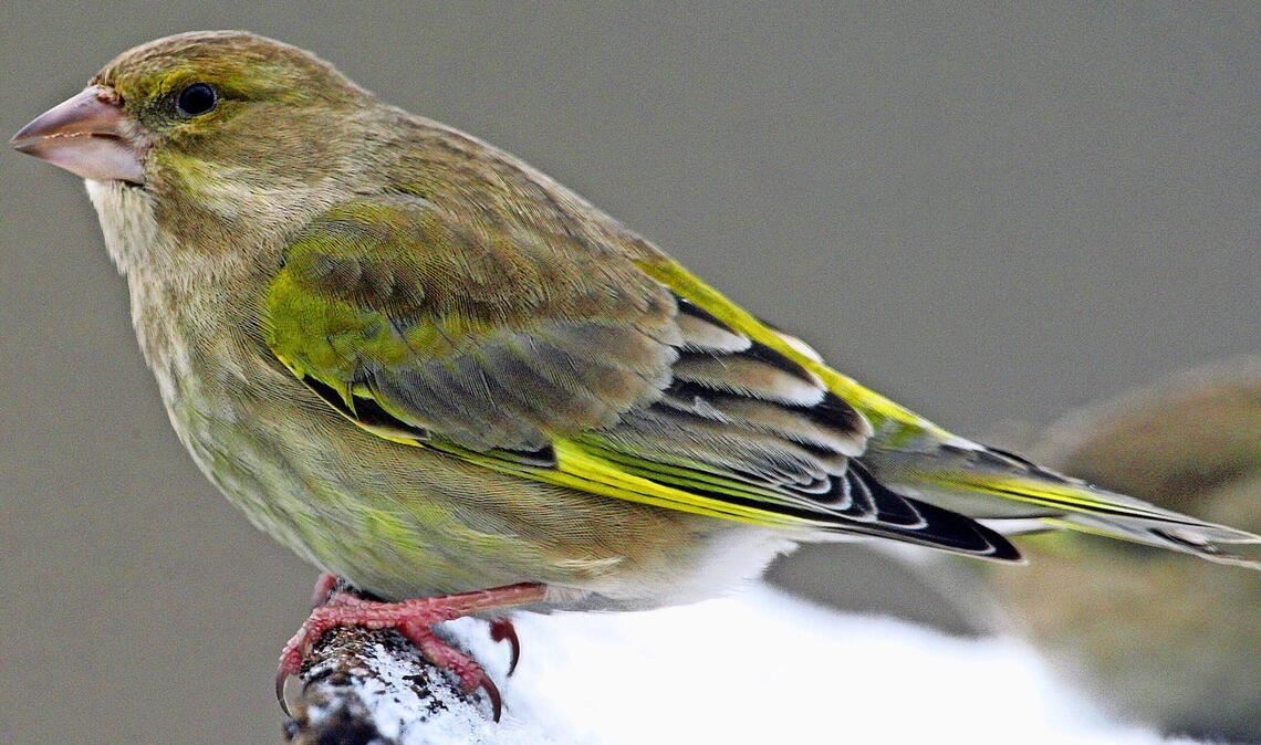 Grünfink (Chloris chloris).