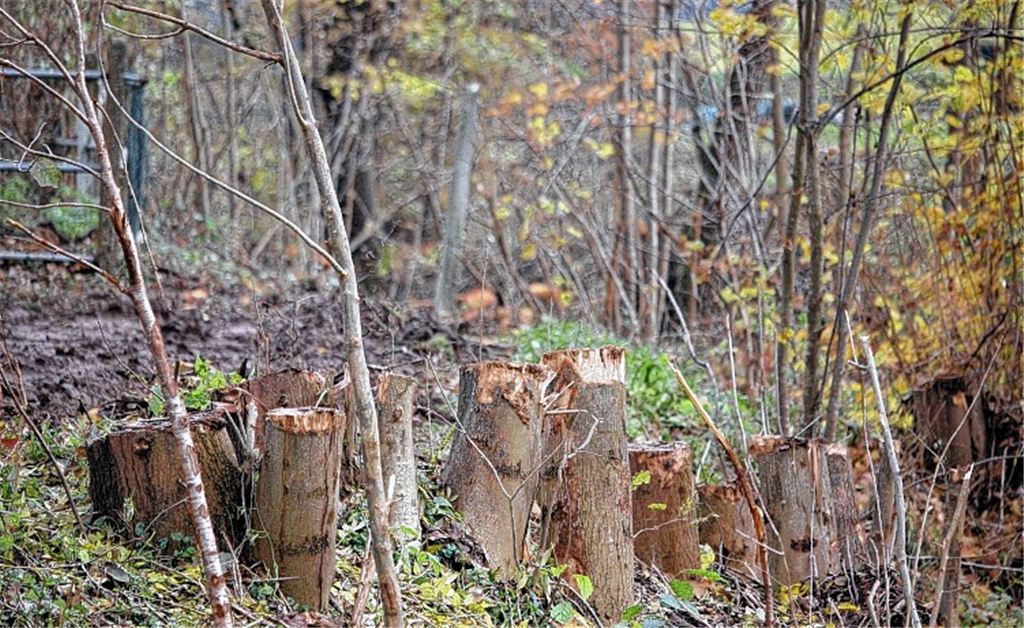 Grünpflege in Schützingen. Foto: Huber