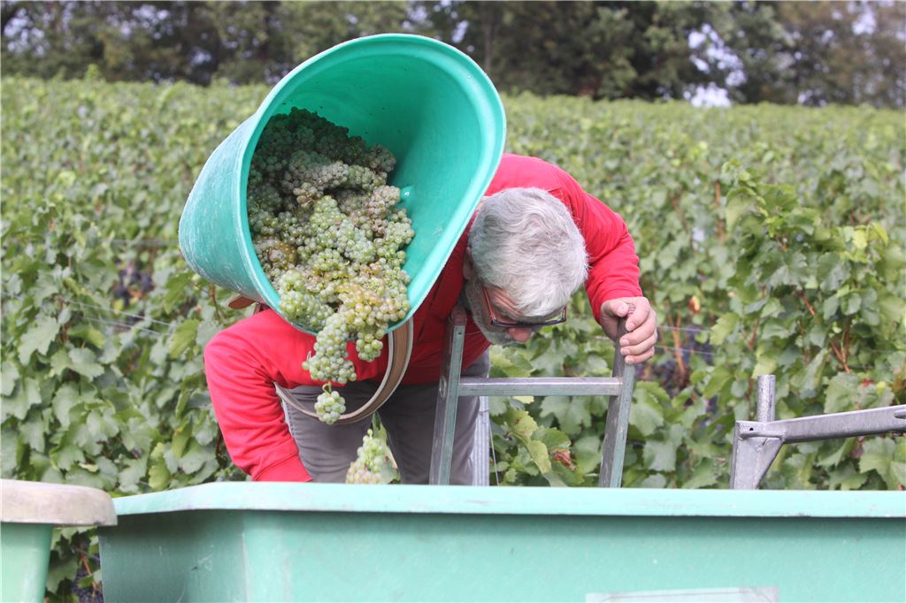 Günter Busch als souveräner Buttenträger. Mit etwa 35 Kilo Riesling auf dem Rücken erklimmt er trittsicher die Leiter und leert seine Fracht, ohne Salto zu schlagen, in den Sammelbehälter.   Foto: Disselhoff